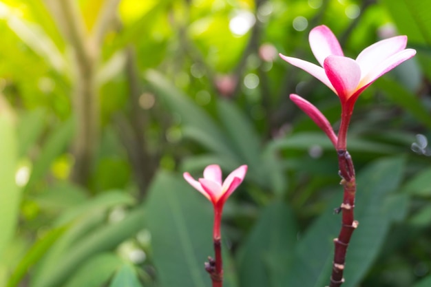 Fleur tropicale de frangipanier rose fleur de plumeria fleur fraîche sur l'arbre