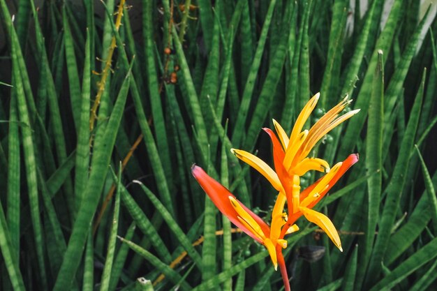 Fleur tropicale Heliconia feuilles tropicales fleur colorée sur fond de nature feuillage tropical foncé nature feuillage vert foncé