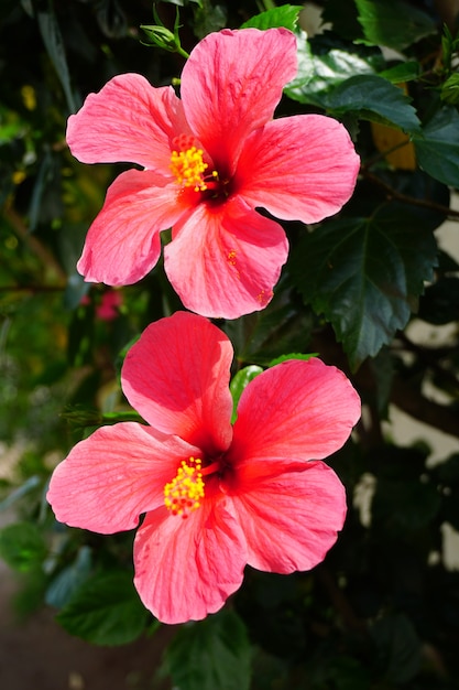 Photo fleur tropicale d'hibiscus rose