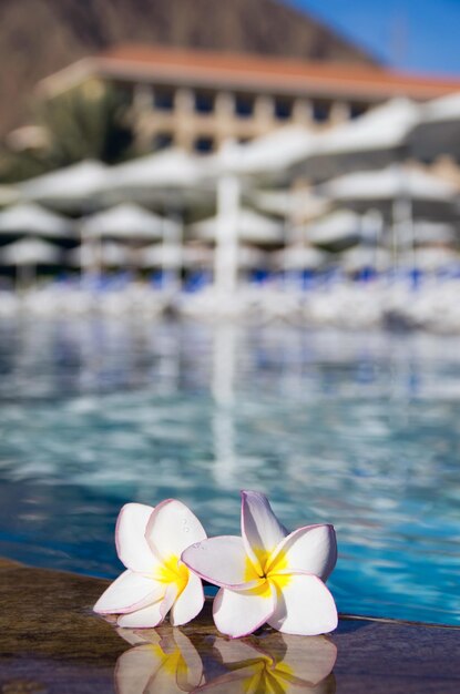 Fleur tropicale Plumeria sur piscine