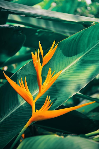 Fleur tropicale qui fleurit sur fond de nature verdoyante