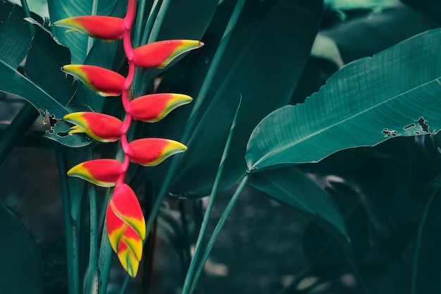 fleur tropicale rouge accrochée à l'arbre