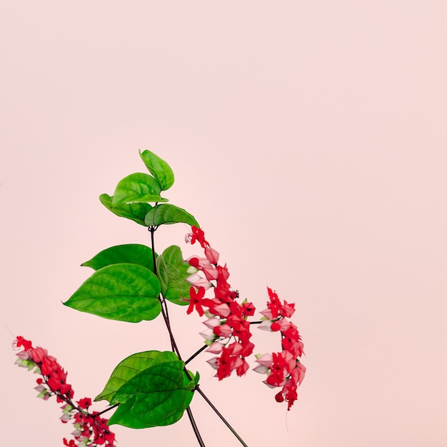 Fleur tropicale rouge sur rose. Art minimal