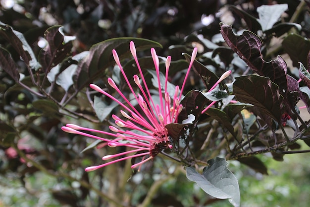 Photo fleur de tube rose