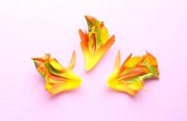 Photo fleur de tulipane orange rococo avec des pétales ondulés déchirés