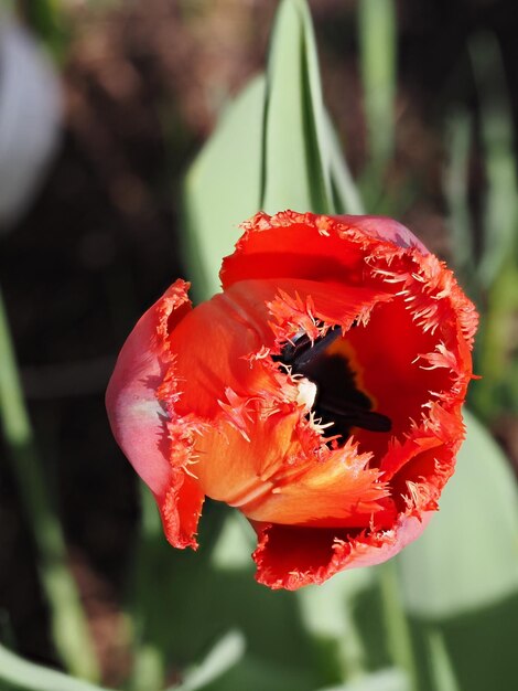 Photo fleur de tulipane rouge