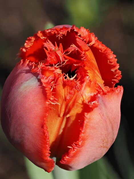 fleur de tulipane rouge