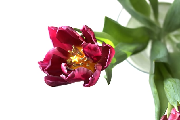 Fleur de tulipe Belle plante de printemps en saison de floraison