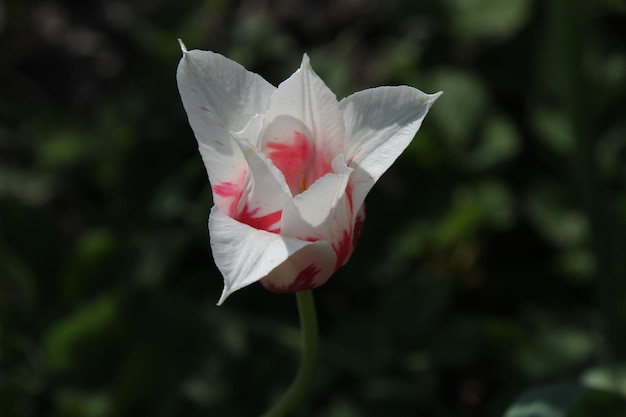 Fleur de tulipe blanche élégante sous forme de vase sur un fond noir