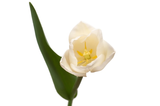Une fleur de tulipe blanche isolée sur fond blanc Nature morte mariage Télévision laïcs Vue de dessus