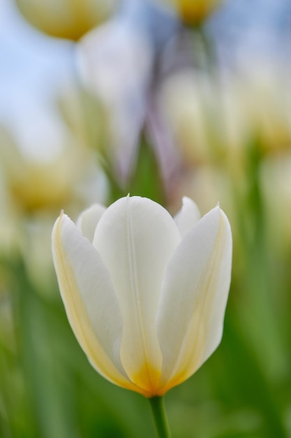 Fleur de tulipe blanche poussant dans un jardin sur un fond de nature floue Gros plan d'une plante à fleurs commençant à fleurir sur un champ ou une forêt Flore fleurissant et poussant dans un pré au printemps