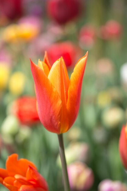 Fleur de tulipe colorée exceptionnelle dans le jardin de printemps