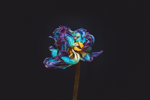 Fleur de tulipe colorée fanée isolée sur fond sombre