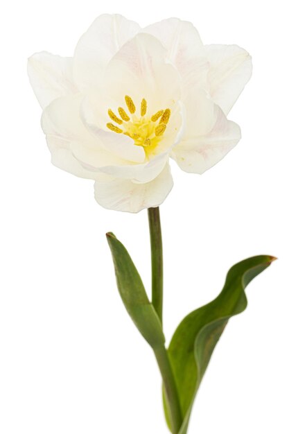 Fleur de tulipe crème douce isolé sur fond blanc