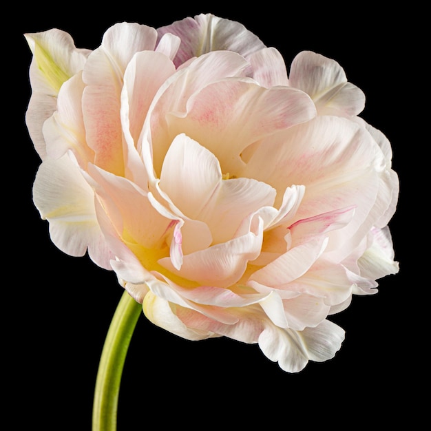 Fleur de tulipe crème douce isolée sur fond noir