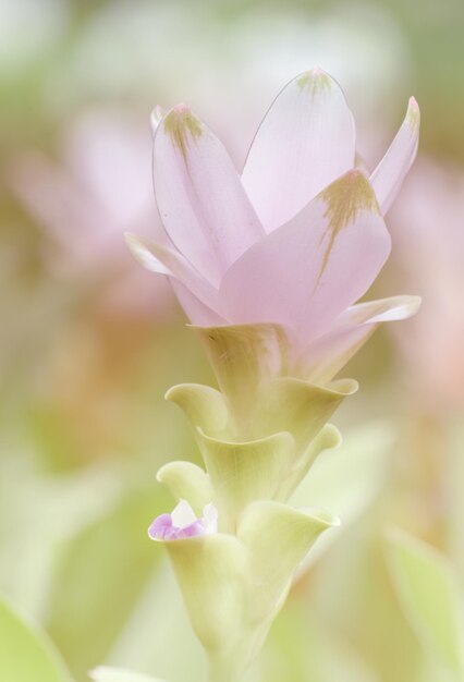 Fleur de tulipe du Siam en arrière-plan doux