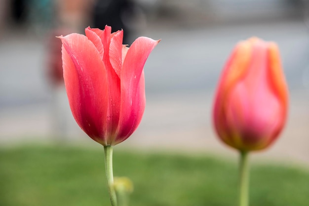 Fleur de tulipe en fleurs dans le jardin