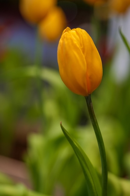 Fleur de tulipe avec fond de feuille verte dans le champ de tulipes Fleur de tulipe jaune