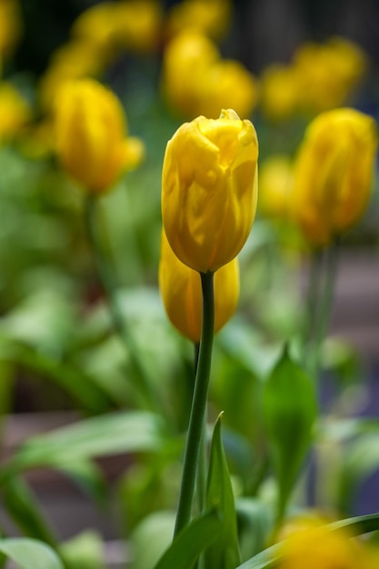 Fleur de tulipe avec fond de feuille verte dans le champ de tulipes Fleur de tulipe jaune