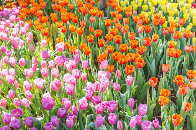 Fleur de tulipe avec fond de feuille verte dans le champ de tulipes