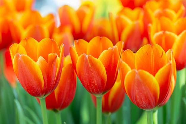 Fleur de tulipe avec fond de feuille verte