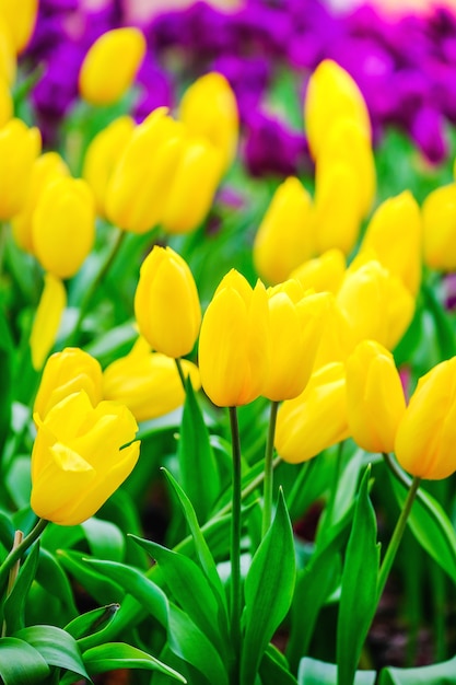 fleur de tulipe avec un fond de feuille verte