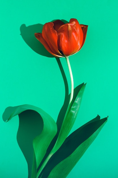 Fleur de tulipe sur fond vert au soleil.