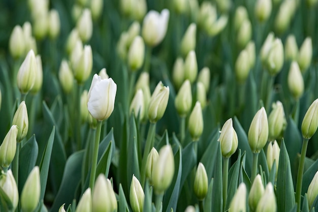 Fleur de tulipe sur fond vert