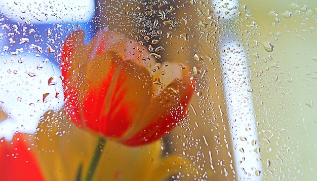 Fleur de tulipe avec gouttes d'eau