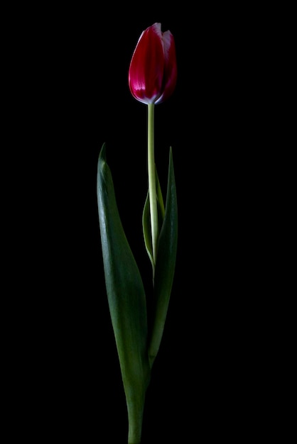 Fleur de tulipe isolée sur fond noir