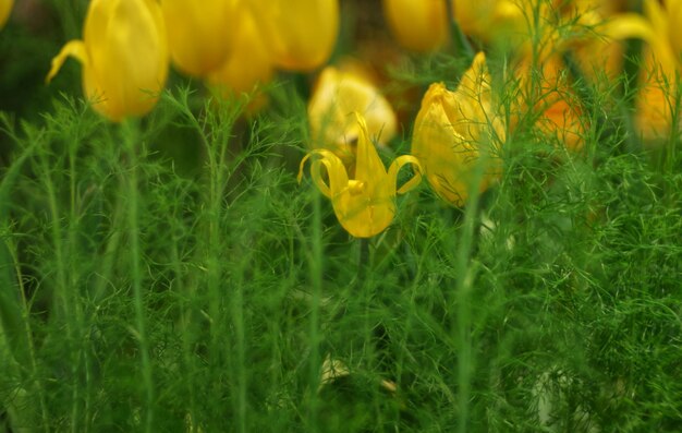 Fleur de tulipe jaune avec arrière-plan flou bulle