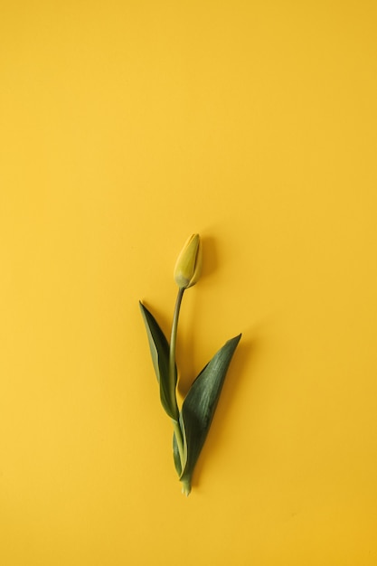 Une fleur de tulipe jaune sur jaune