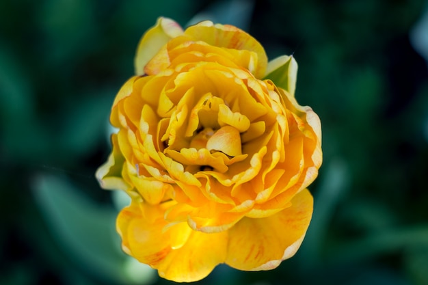 Fleur de tulipe jaune. Panier de printemps. Journée de la femme.