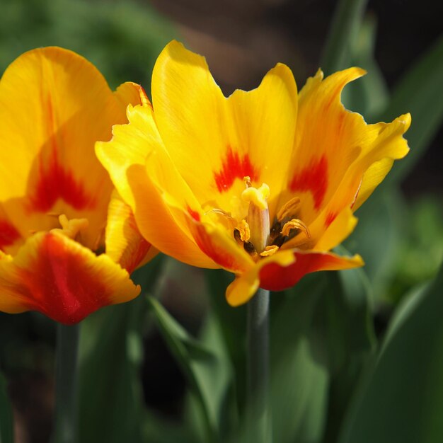 Fleur de tulipe jaune-rouge en gros plan. Région de Leningrad, Russie.