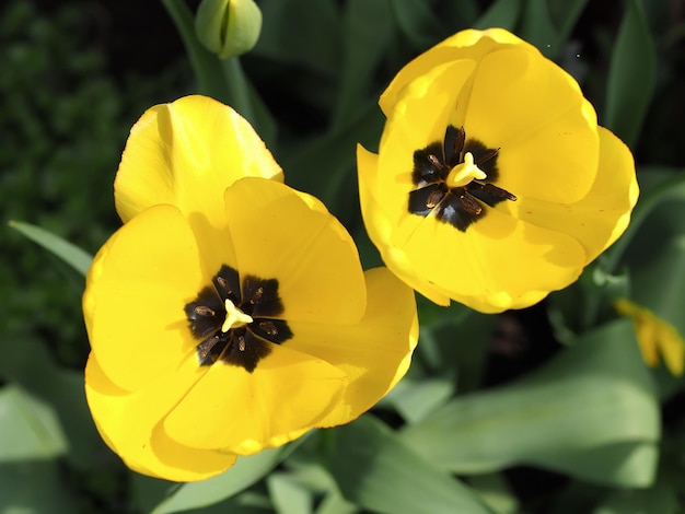 Fleur de tulipe jaune se bouchent. Région de Leningrad, Russie.