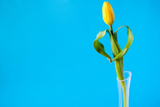 Fleur de tulipe jaune unique avec fond bleu