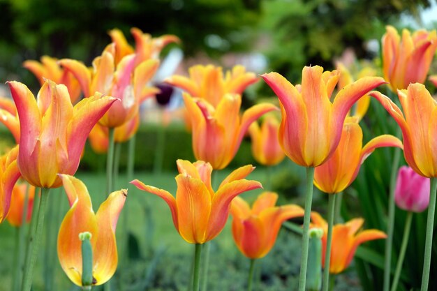 Fleur de tulipe d&#39;orange dans le jardin