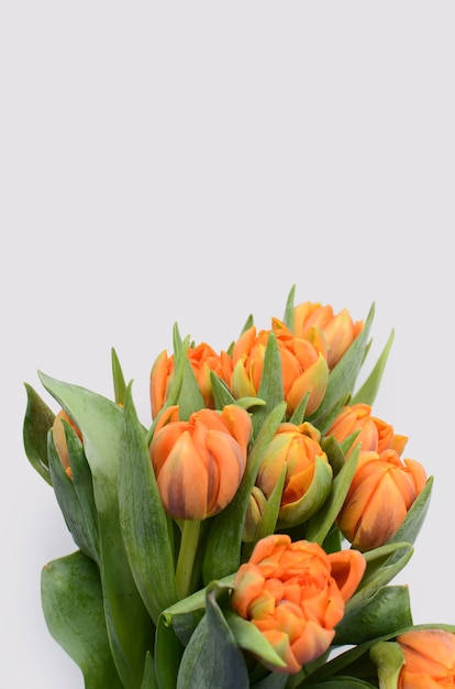 Fleur de tulipe orange sur fond blanc