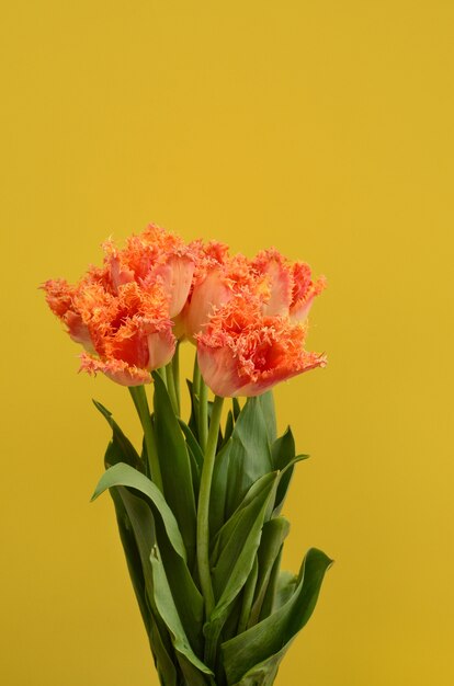 Fleur de tulipe orange sur fond jaune