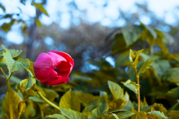 Une fleur de tulipe pousse d'un fourré d'herbe