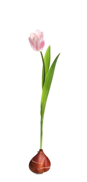 Fleur de tulipe rose avec ampoule sur fond blanc