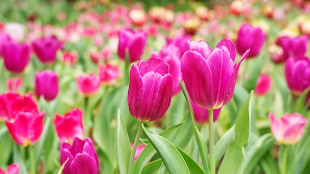 Fleur de tulipe rose dans un jardin.