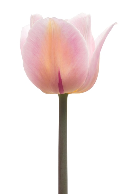 Une fleur de tulipe rose isolée sur fond blanc. Nature morte, mariage. Mise à plat, vue de dessus
