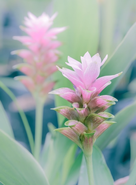 Fleur de tulipe rose Siam