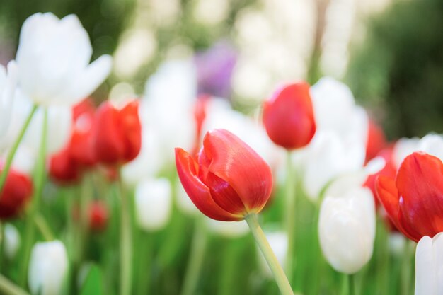 Fleur de tulipe rouge et blanche en hiver.