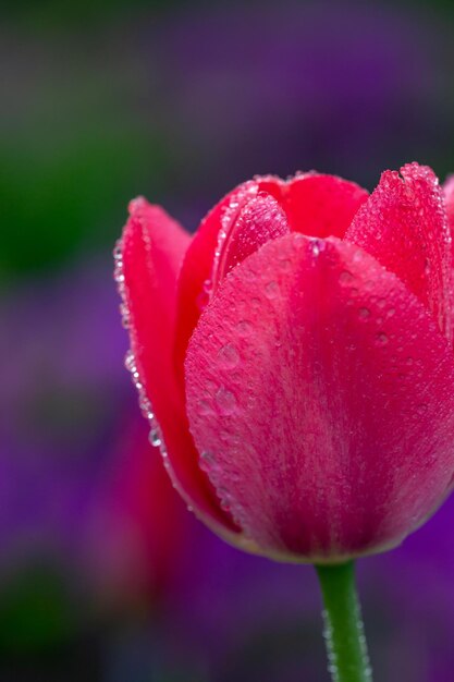 Fleur de tulipe rouge en fleurs sur fond violet avec des gouttes d'eau lors d'une journée ensoleillée macro photographie