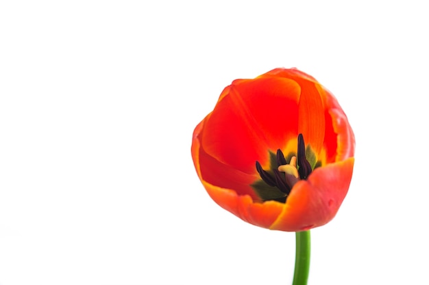 Photo fleur de tulipe rouge sur fond blanc