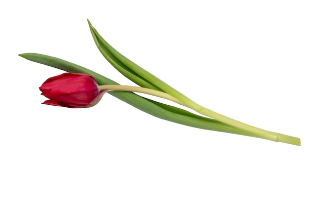 Fleur de tulipe rouge isolé sur fond blanc