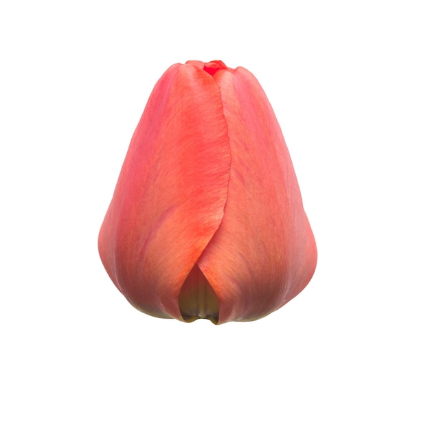 Une fleur de tulipe rouge isolée sur fond blanc. Nature morte, mariage. Mise à plat, vue de dessus