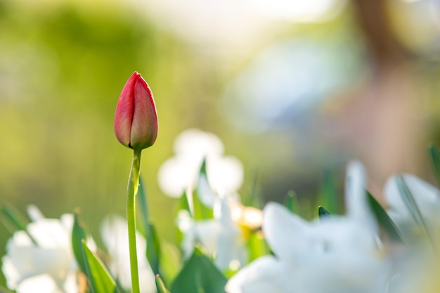 Fleur de tulipe rouge vif poussant dans le jardin de printemps.